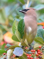 Waxwings12.jpg