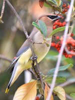 Waxwings6.jpg