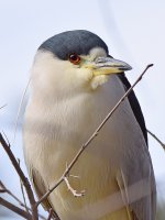 BlackHeron3.jpg