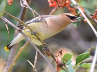 Waxwings8.jpg