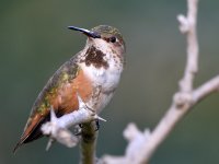 Hummer3.jpg