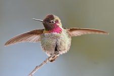 Hummer25.jpg