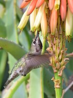Hummer6.jpg