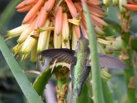 Hummer4.jpg