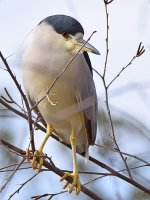 BlackHeron2.jpg