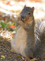 Squirrel.jpg