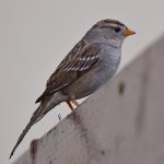 Sparrow.jpg