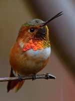 Hummer4.jpg