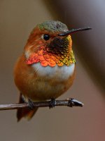 Hummer3.jpg