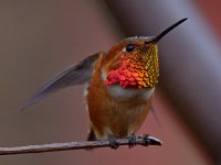 Hummer10.jpg