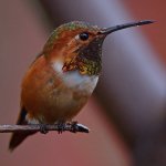Hummer7.jpg