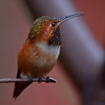 Hummer6.jpg