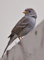 Sparrow2.jpg
