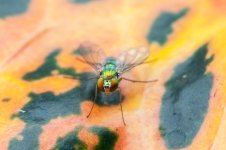 Shoo Fly 2016 - 1-1.jpg