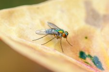 Shoo Fly 2016 - 1-2.jpg