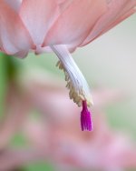 High Key Cactus-6.jpg