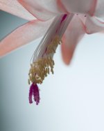 High Key Cactus-15.jpg
