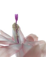High Key Cactus-11.jpg