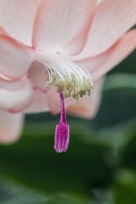 High Key Cactus-13.jpg