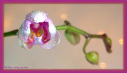 Orchid Bud 1-6-2016.jpg