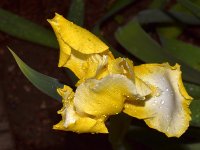 Iris.jpg