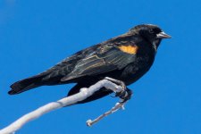 Blackbird-102.jpg