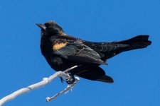 Blackbird-103.jpg