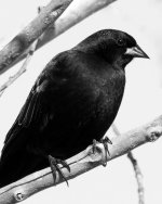 Blackbird-101.jpg