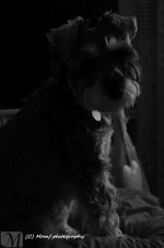 Millie the Miniature Schnauzer..jpg