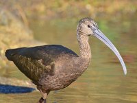 Ibis.jpg