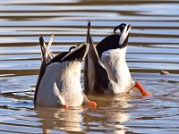 Ducks2.jpg