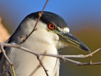 BlackHeron3.jpg