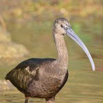 Ibis3.jpg