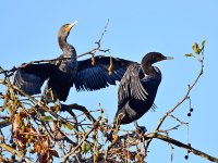 Cormorant.jpg