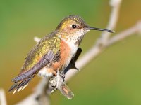 Hummer10.jpg
