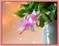 Zygocactus 1-7-2016.jpg