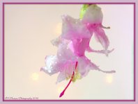 Zygocactus Close Up #2 1-7-2016.jpg