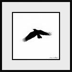 P_Crow.jpg