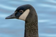DSC_7733.jpg