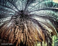1-8-15 Arboredum IR Fisheye     1.jpg