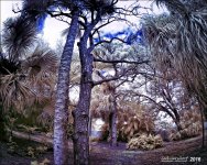 1-8-15 Arboredum IR Fisheye     3.jpg