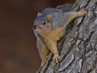 Squirrel2.jpg