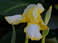 Iris2.jpg