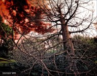 1-8-15 Arboredum IR Fisheye     5S.jpg