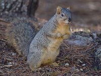 Squirrel.jpg