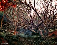 1-8-15 Arboredum IR Fisheye     6.jpg