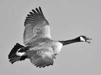 GooseBW.jpg