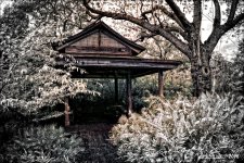 1-8-15 Arboredum IR Fisheye     9.1.jpg