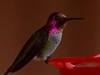 Hummer4.jpg