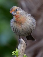 Finch2.jpg